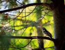 web gallery originals - 26.jpg